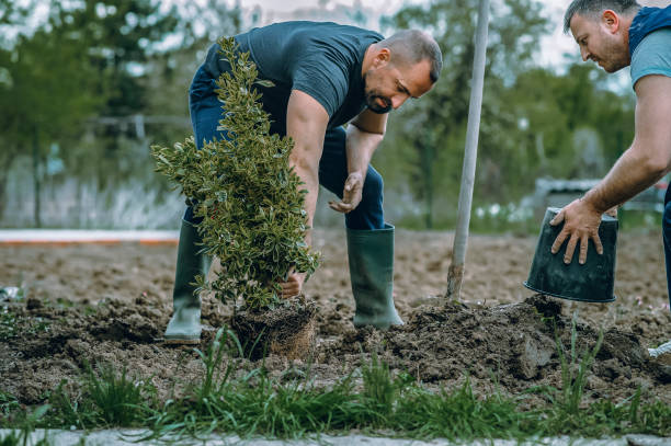 How Our Tree Care Process Works  in  Belle Plaine, MN